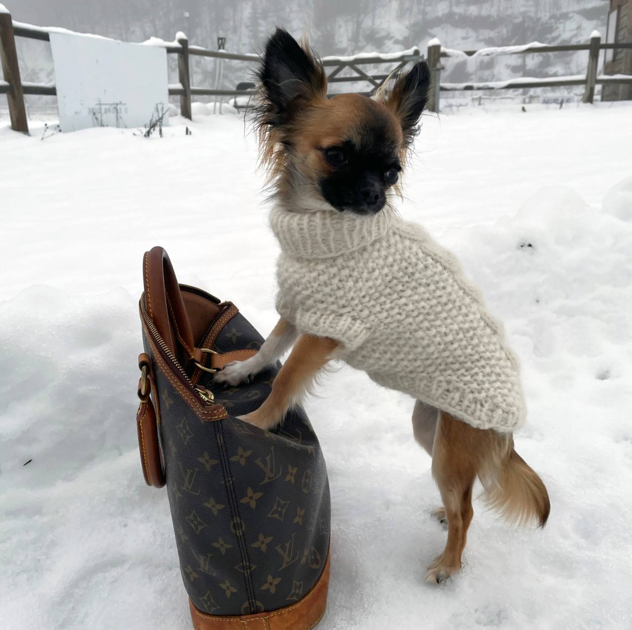 Nova hundegenser